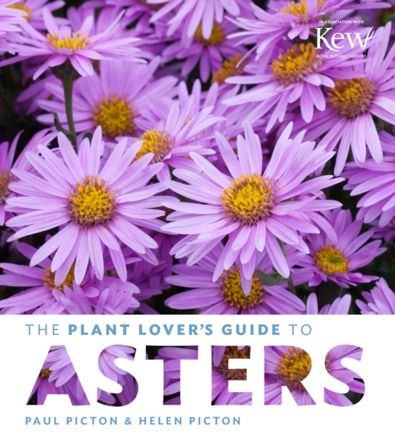 Plant Lovers Guide To Asters